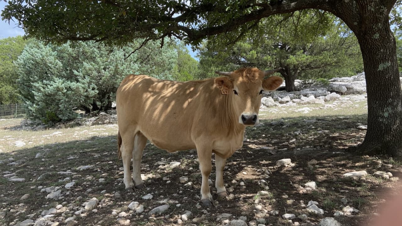 Boone — Irish Dexter steer, 18 months