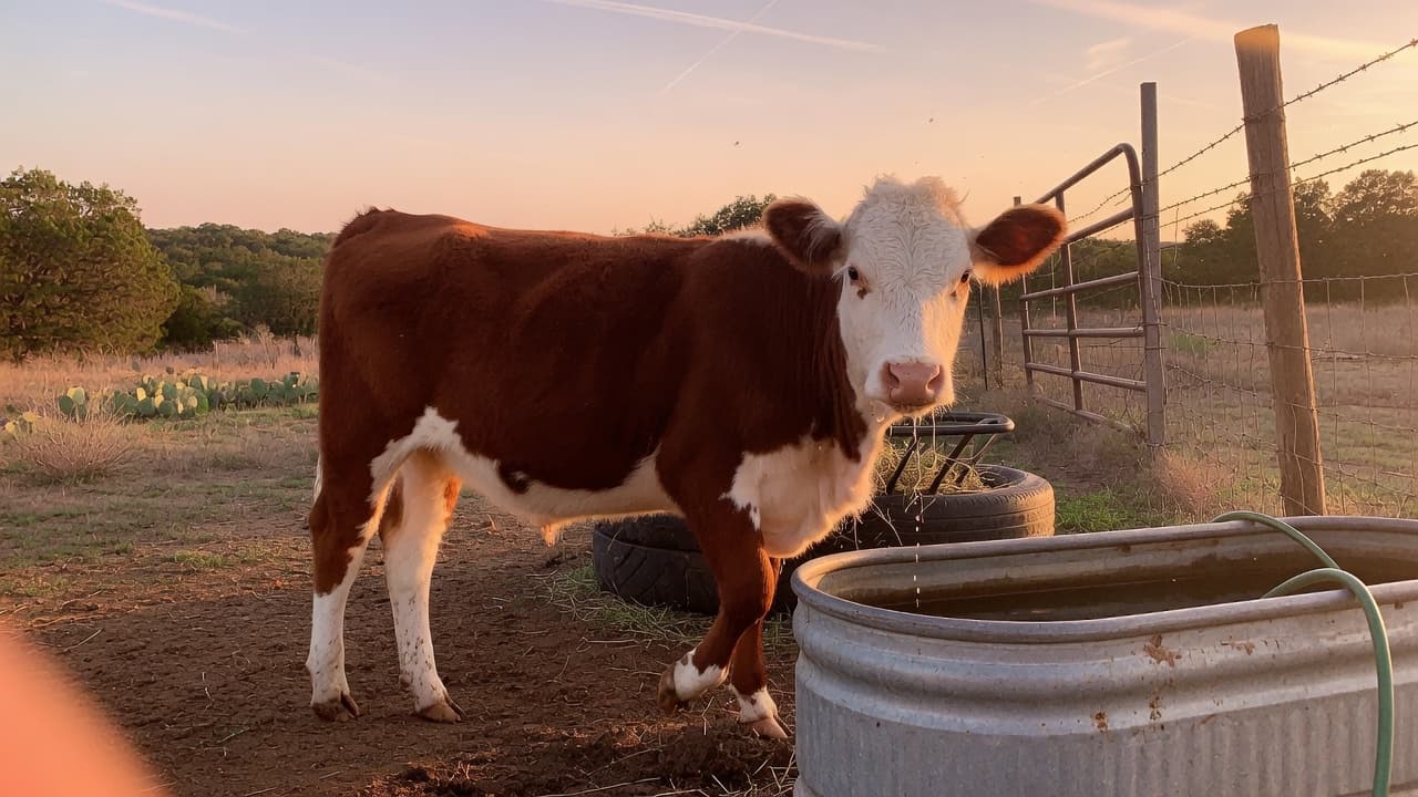 Wren — Mini Hereford heifer, 16 months